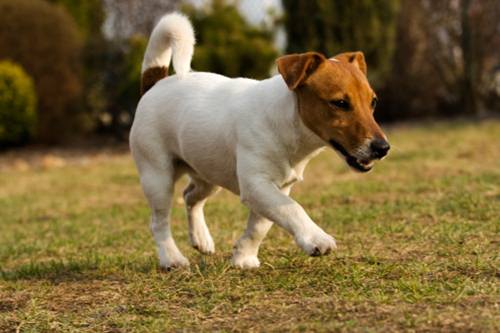 cane costo indagine help consumatori