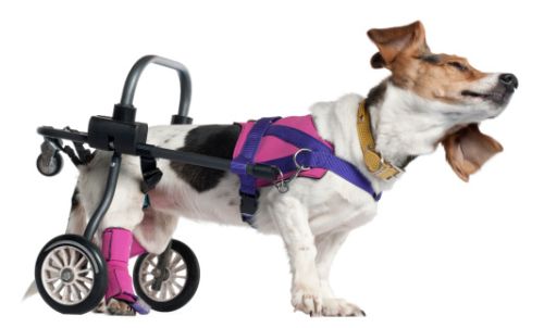 Fisioterapia veterinaria cani disabili