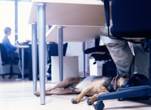 cane ufficio antistress