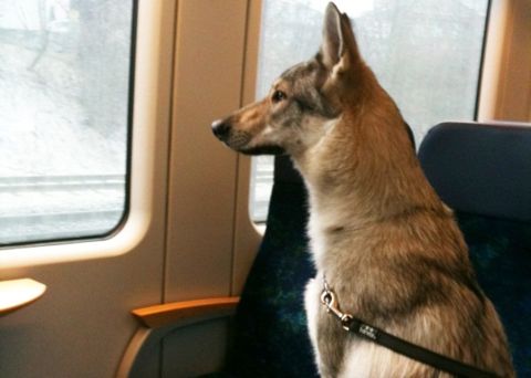 italo trasporto cani