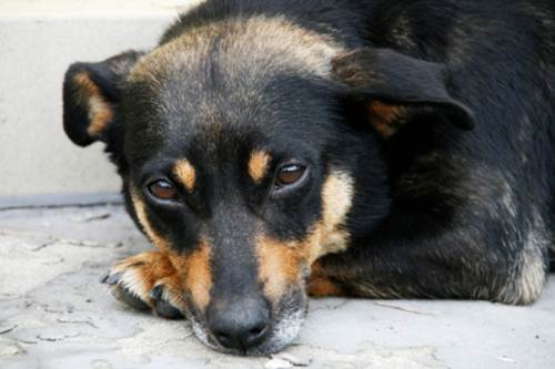 cani randagi fucilazione Albania