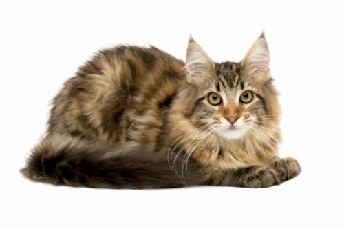 coccidiosi gatto