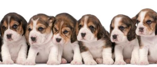 assalto green hill liberati cuccioli beagle