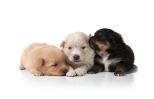 cuccioli adottare sequestro guardia forestale