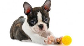 boston terrier carattere salute prezzo