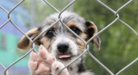 cani spagnoli adozione