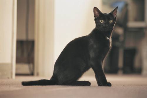 gatti neri rischio notte 30 aprile allarme Aidaa