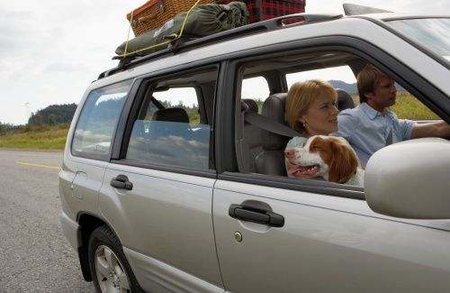 dieci regole viaggiare sicuri cani gatti in auto