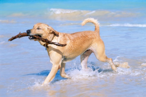 cani retriever