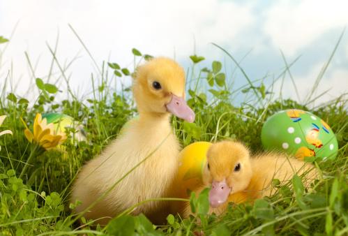 pasqua animali domestici cani gatti