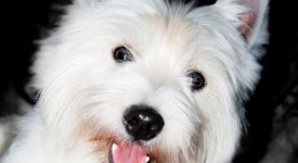 famiglia cane lucky proprietaria malata terminale