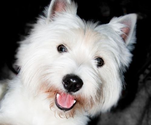 famiglia cane lucky proprietaria malata terminale