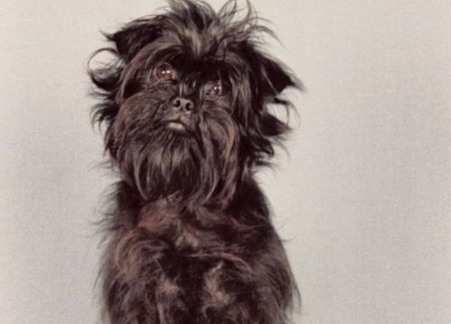 Affenpinscher cane piccola taglia carattere