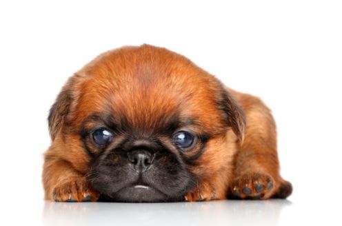 coccidiosi cuccioli cani sintomi diagnosi terapia