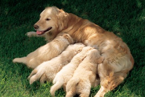 golden retriever carattere