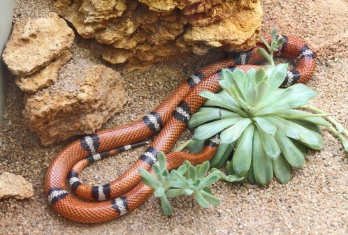 serpente terrario ambiente ideale 