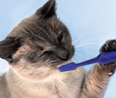 igiene orale cani gatti consigli pratici