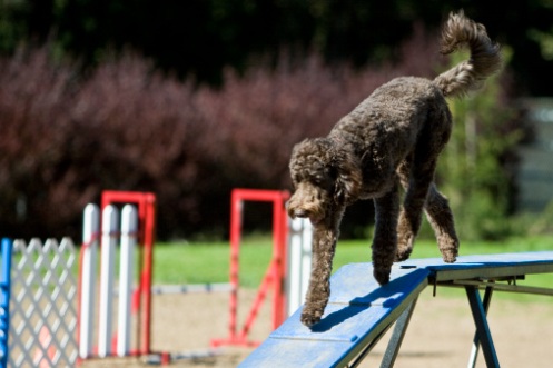 cane accompagnatore