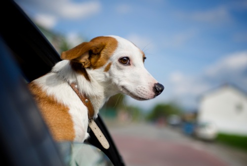 video cani finestrino auto