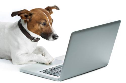 cane solo casa controllare skype