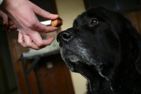 alimentazione cane diabete