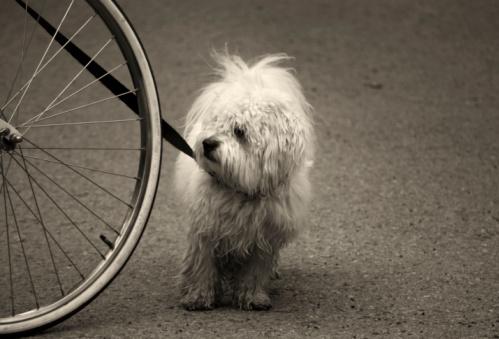 cane randagio segue ciclisti