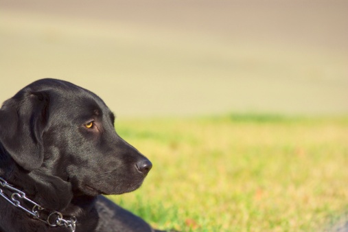 cane ama stare sui tetti storia Axel