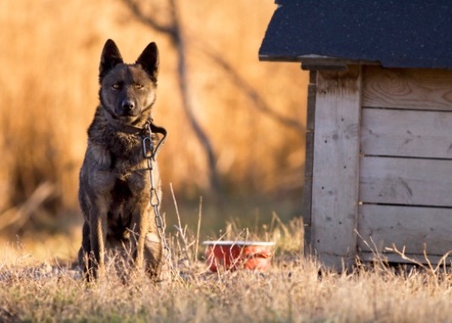 cani maltrattati roma