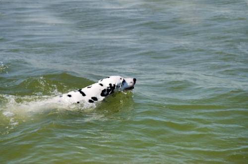 cani bagnino spiagge toscana