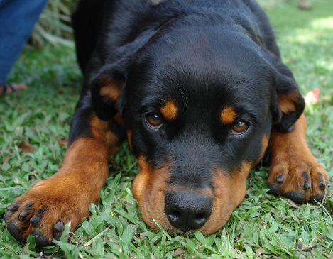 cosa pensano cani studio