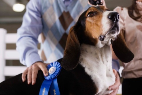 esposizioni canine giugno 2012