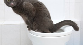 citi kitty lettiera