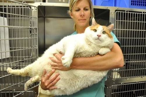 gatto star Facebook morto obesità