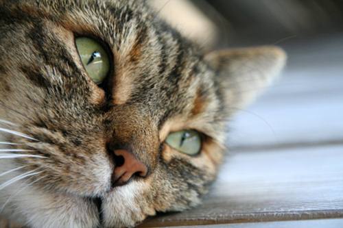 gatti strumenti prevedere terremoti