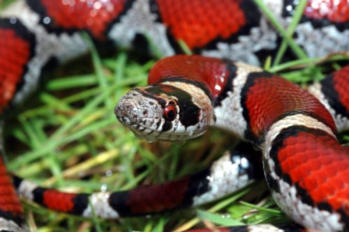 alimentazione serpente falso corallo lampropeltis