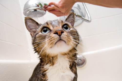 perché gatti odiano acqua