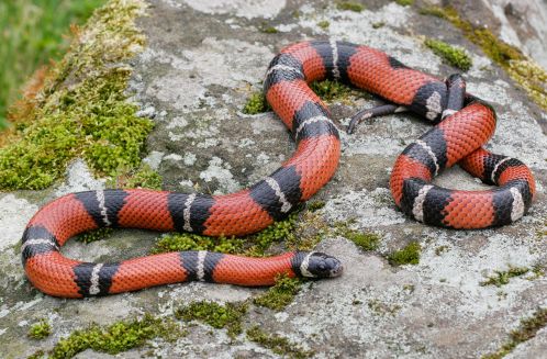 serpente domestico lampropeltis t. milk snake falso corallo