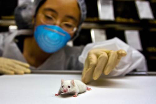 vivisezione inutile dannosa parere esperto