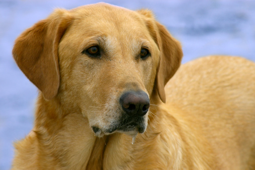 Adozione cani anziani campagna AIDAA