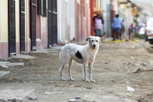 Cani randagi Capo Verde allarme OIPA