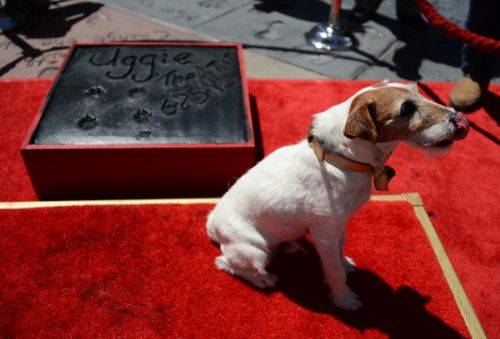 Uggie impronta Hollywood Boulevard