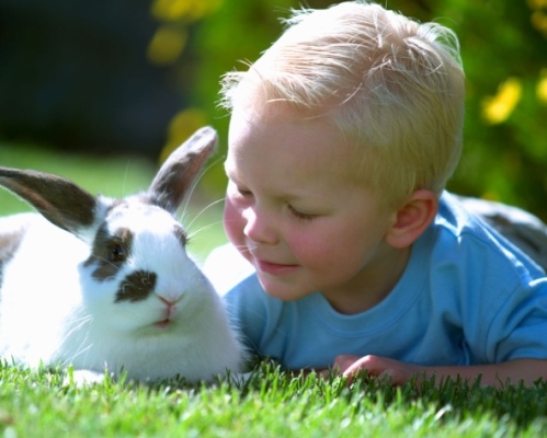 cura pelo coniglio