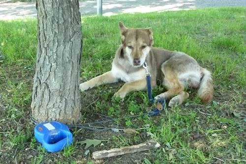 cane abbandonato per ore legato albero