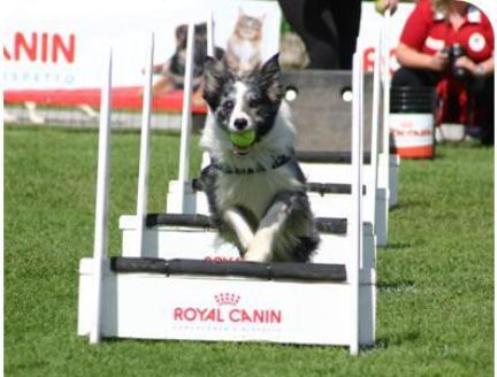 agility dog minitalia leolandia