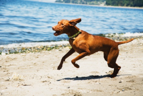 spiagge cani lazio