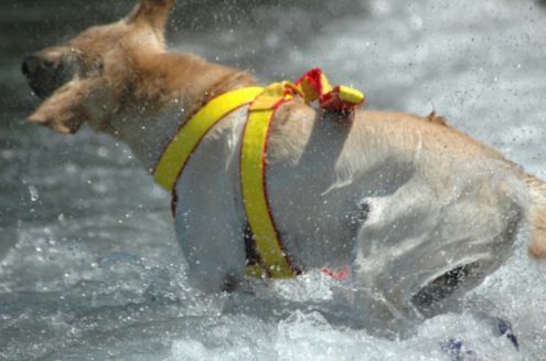 cani da salvataggio mare video