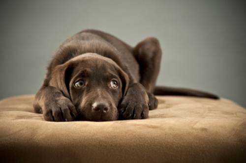 enpa, cane pauroso cosa fare