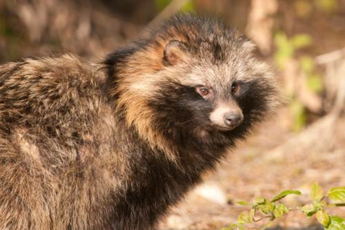 cane procione nuova specie nord italia