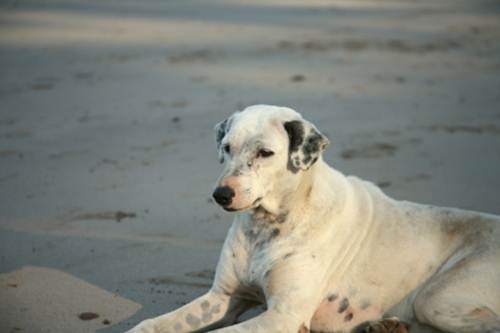 cane randagio accalappiato intero paese chiede liberazione