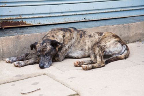 euro 2012 italia irlanda strage cani randagi continua